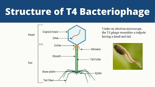 How DNA got into the bacteriophage [upl. by Farly]