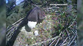 Eagle Birth A Birds Eye View [upl. by Ardnoel542]