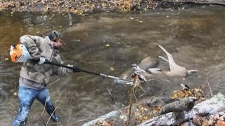 Bucks freed from antler entanglement [upl. by Alrad]