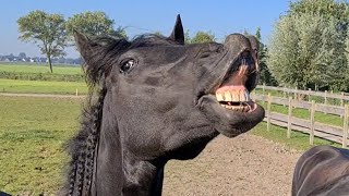 While riding we are distracted by Queen👑Uniek the stallion Friesian horses [upl. by Beasley]