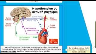 Le contrôle de la fréquence cardiaque et la régulation de la pression artérielle [upl. by Holcman]