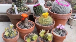 Echinocereus viridiflorus coccineus parodia chrysacanthion Gymnocalycium bruchii  in flowering [upl. by Geller]