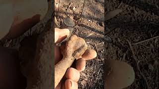 Metal Detecting Iron Clawfoot 1800 Silver Coins Relics Toys Farm Western NY metaldetecting shorts [upl. by Richela]