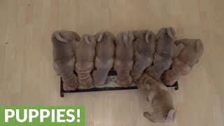 Shar Pei puppies devour their breakfast [upl. by Hajar534]