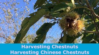 Harvesting Chestnuts Harvesting Chinese Chestnuts [upl. by Carlynne]