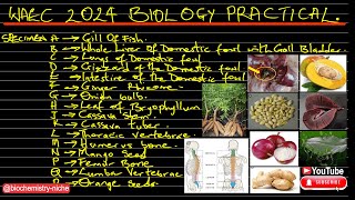 WAEC 2024  BIOLOGY PRACTICAL SPECIMEN [upl. by Renaxela]