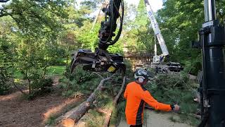 Giant pine tree removal with a crane [upl. by Mclaughlin570]