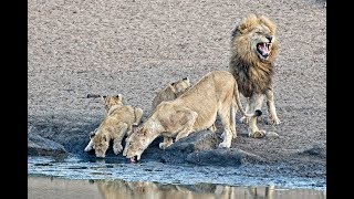 Pride of 23 Lions and plains game animals drinking at Nsemani Dam in Kruger National Park [upl. by Ahsatel]