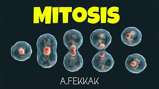 Mitosis 3D animation cell division  Mitose [upl. by Engapmahc]