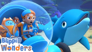 Blippi Learns How Dolphins Talk  Blippi Wonders Educational Videos for Kids [upl. by Suixela246]