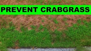 When to put down crabgrass preventer [upl. by Eisdnil]