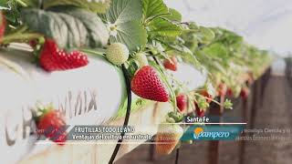 Frutillas todo el año cultivo en sustrato y en altura [upl. by Anirehtac]