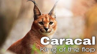 Caracal Cats fun facts and myths Amazon Wildlife Animals Life [upl. by Cirilo]