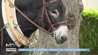 ANIMAUX amp NATURE  Dans le LotetGaronne lâne est un quotouvrier agricolequot [upl. by Eevets812]