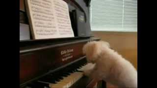 Happy Birthday Tango Style starring the Keyboard Dogs of Youtube [upl. by Htebsle]