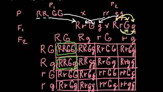 How to solve dihybrid cross problems  step by step explanation [upl. by Aielam]