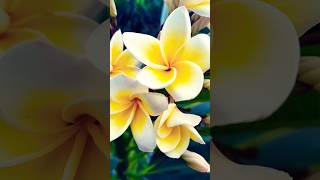 Fregnent plumeria flowerfrangipanichampaplanthowtogrow champaTrendingytshortviralbhoolbhulaiya [upl. by Anella]