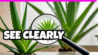 The TRUTH About Aloe Vera amp Eye Health [upl. by Ayanaj873]