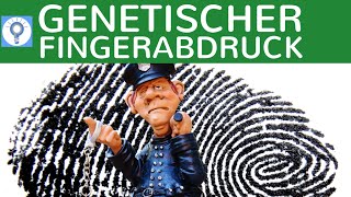 Genetischer Fingerabdruck  RFLPMethode amp STRMethode einfach erklärt  Vorgehensweise  Gentechnik [upl. by Zsa]