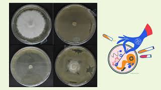 Evaluación de consorcio bacteriano contra Fusarium oxysporum f sp lycoperisici [upl. by Krause833]