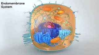 The Endomembrane System Moving Proteins inside a Cell [upl. by Warrin]