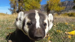 American Badgers DAY OFF [upl. by Awe]