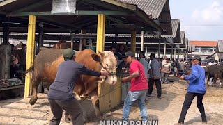 SAPI NGAMUK JUMBO HAMPIR LEPAS [upl. by Inalaehak]