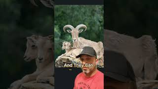 All About Aoudad in the United States [upl. by Lynea]