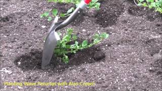 How to Plant Wave Petunias The Plant Farm® [upl. by Berhley]