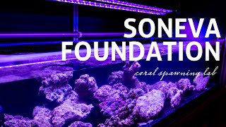 Soneva Foundation  Coral Spawning Lab at Soneva Fushi [upl. by Etnuhs]