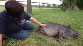 Adorable Pig Finds Forever Home [upl. by Anilecram]