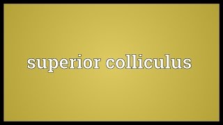 Superior colliculus Meaning [upl. by Nya]