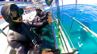 CAGE DIVING WITH GREAT WHITE SHARKS [upl. by Aralc]