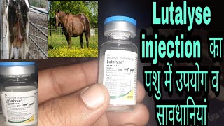 Lutalyse injection का पशुओं में क्या उपयोग है पशु को 72 घंटे में हिट में लाएऔर क्या सावधानी रखें [upl. by Eustazio]