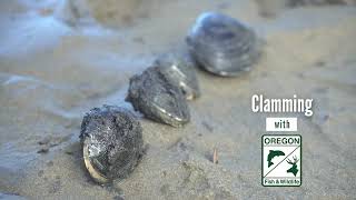 Clamming 101 with Oregon Dept of Fish amp Wildlife [upl. by Mendoza]