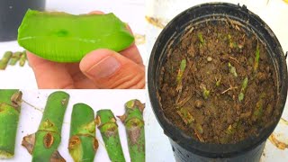 Most successful and easiest way to grow rose  grow rose easy and fast with aloe vera  rose [upl. by Ansaev]