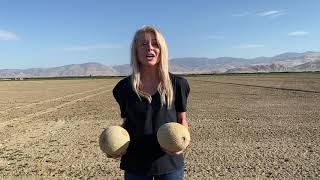 How to pick a ripe cantaloupe [upl. by Linus]