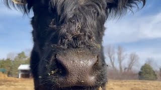 Nosy Cows  Belted Galloway Homestead [upl. by Deeas]