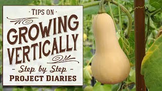 ★ Tips on Growing Vertically Training Squash Cucumbers Melons etc [upl. by Idissak212]