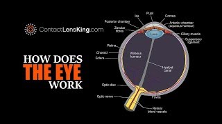 Eye Anatomy Parts of the Eye [upl. by Lesley60]