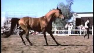 Aladdinn  1975 Arabian stallion Nureddin x Lalage [upl. by Alathia215]