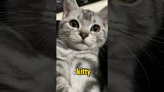 Sweetest Purr Ever The little cats purring sound is so healing [upl. by Ssitruc]