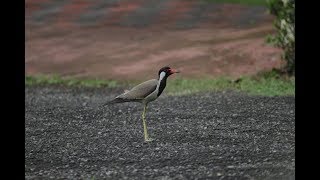 Red Wattled Lapwings [upl. by Gotthelf]