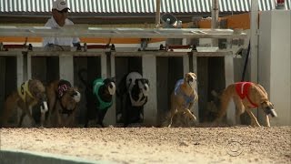 Greyhound racing may soon end in Florida [upl. by Aneala]