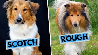 Scotch Collie vs Rough Collie Difference [upl. by Amaryl]