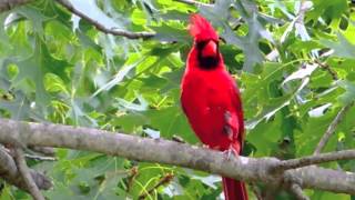 Northern Cardinal Song [upl. by Izak]