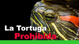 Tutorial de Tortuga de Orejas Rojas [upl. by Iteerp874]