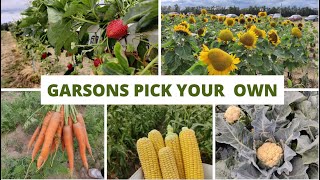 Garsons Farm Pick your Own  Garsons Pick your own Esher  anithajaganskitchen Esher Pick Your own [upl. by Jerol]