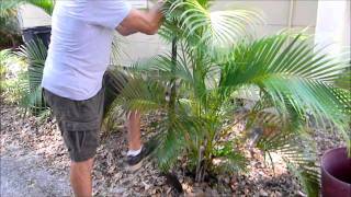 Palm Transplanting by Gardening Directions [upl. by Cohe441]