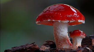 Fungal Morphology The Parts of a Mushroom [upl. by Ecirtel632]